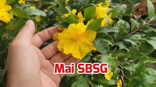 Xem Mai SBSG Nở Hoa