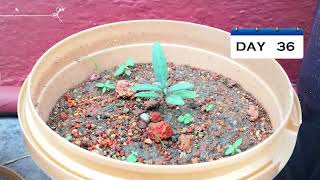 Growing Goji Berries from seed_65 days growth ( stop motion ) 种植枸杞_65天生长记录