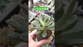 【多肉植物】こうなってしまったら仕立て直ししたい…いわゆる徒長😖#多肉植物 #ベランダ多肉 #succulent #shorts