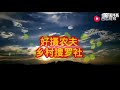 春節時候蕙蘭就可以開花瞭，蘭友說：這樣操作節日才有喜慶