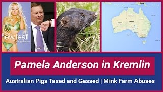 [WARNING GRAPHIC] Pamela Anderson In Kremlin on Animal Rights. Australian Pigs Tased and Gassed