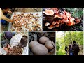 Hunting Mushroom in the Wild//Village life//Sirarakhong Village, Ukhrul District ,Manipur