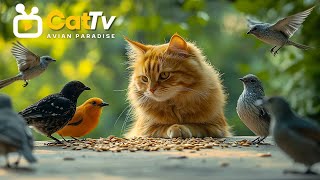 Funny Videos for Cat - Engaging Cat Enrichment Experience Featuring Stunning Bird Foraging Scenes