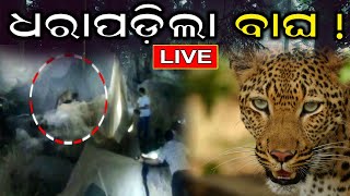 Leopard Havoc Live | ଗାଁ ଭିତରୁ ଧରାପଡ଼ିଲା ବାଘ ! | Sundargarh | Tiger Rescue | Odia News