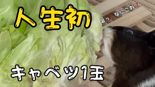 モルモットが人生初の生野菜に狂気‼️