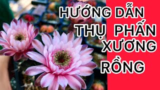 Cách thụ phấn cơ bản cho xương rồng/Xương rồng BMT #5