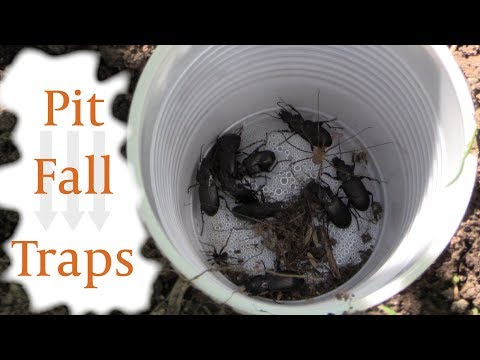 Collecting Insects with Pit Fall Traps Collecting Insects with Pit Fall Traps