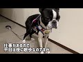 【散歩】夜の散歩が嫌いな犬畜生【ボストンテリア】