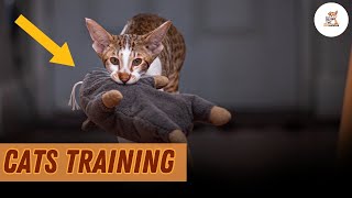 Teach Your Cat Tricks: 15 Easy Steps! 🐾✨ | #kittenadventures #pets #cat