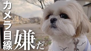 【癒し動画】なかなかカメラ目線をくれないシーズー犬www #Shorts / Shih Tzu does not look at the camera.