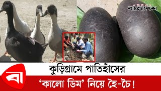 এবার কুড়িগ্রামে কালো ডিম পাড়লো পাতিহাঁস! - Black Egg - Protidiner Bangladesh