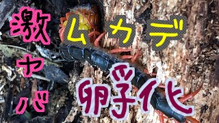 閲覧注意 偶然ムカデの抱卵を発見さらに…