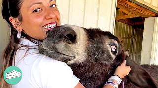 Donkeys Smile And Sing When They See These Owners | Cuddle Buddies