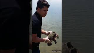 Rescues the tortoise on the way ជួយ​សង្គ្រោះ​អណ្តេីក​