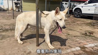 狗市遇罕見白狼犬，通體雪白體型與狼相似，大哥：能打狼！猛地很