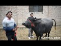 Banni buffalo from Gujarat at Badal Farms Punjab Banni buffalo from Gujarat at Badal Farms Punjab