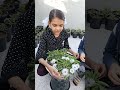 beautiful ice plant 💚 flowers 🌱🏡❤️