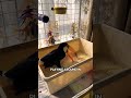 What happens to toucans.#animal #bird #funnyvideos #rescue #tik_tok #fouryou #fyp #london