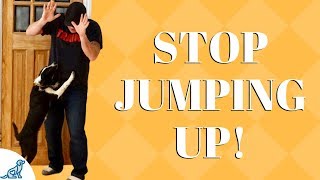 How To Train Your Dog To Stop Jumping On Guests - Professional Dog Training Tips