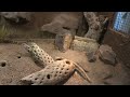 phoenix zoo full tour phoenix arizona part one