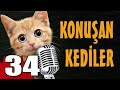 Konuşan Kediler 34 - En Komik Kedi Videoları