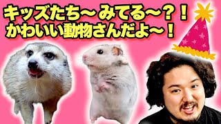 【癒し】ミミズお兄さんと見る可愛い動物達。【パンク】