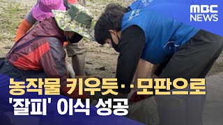 농작물 키우듯‥모판으로 '잘피' 이식 성공 (2021.10.25/뉴스투데이/MBC)