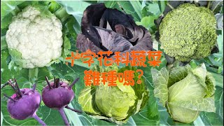 同時種6種十字花科蔬菜(Brassicaceous vegetables) 最快收成的竟是它? 你猜對了嗎? 有字幕