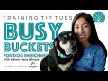 Training Tip Tuesday - Busy Buckets for dog enrichment