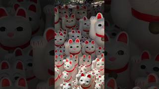 Gotokuji Temple - a clumsy person’s nightmare!?🫣#luckycat #manekineko #tokyo