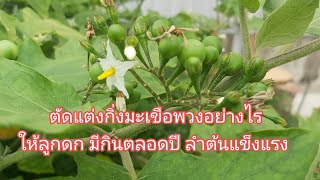 ตัดแต่งมะเขือพวงอย่างไร ให้มีลูกดกมีกินตลอดปี ต้นไม่โทรม