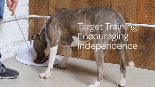 Dog Target Training: Encouraging Independence