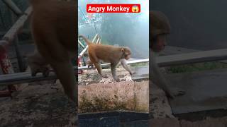 angry monkey 😱 #shorts