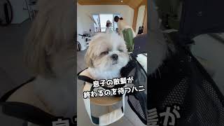 【シーズー犬/はに丸】1歳の息子の散髪が終わるまで大人しく待つ姿が愛おしすぎる #shorts