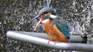 1100408 The common kingfisher threw up her indigestible pellets.