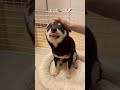 色んな動物になれちゃう柴犬が可愛い…