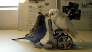 Skate park ambulence attendent More of Trieste Visier's Budgies