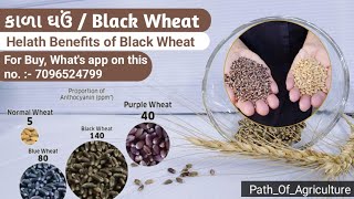 Black wheat - काला गेहूं | काले गेहूं का फायदा | Health Benefits | Black Wheat Farming \u0026 All Details