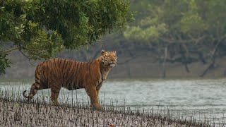 The Sundarban | Mangrove Forest | Home of Royal Bengal Tigers