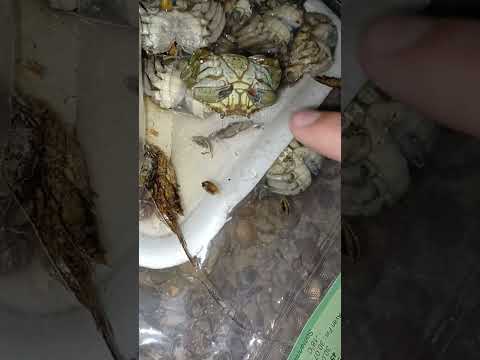 Can frozen crabs come back to life?