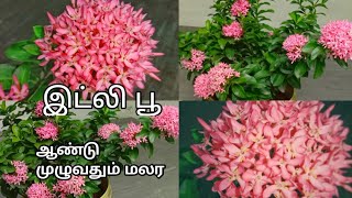 Idly Poo - chedi valarpu | Ixora Plant growth - Low Budget