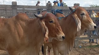 Feira de gado. Só as pareias em Dois Riachos Alagoas #nordeste