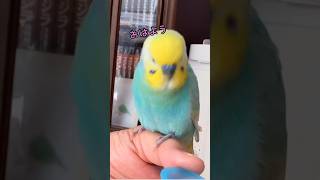 歌ってるつもりのインコのハモリは『あぁぁ』🐥関西弁のくーちゃん🐥#歌ってるつもりのインコ#インコお喋り #癒し #関西弁のくーちゃん#セキセイインコ