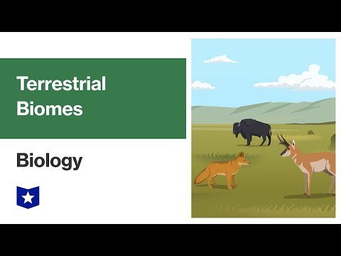 Which biome receives 200 cm of rain per year?