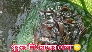 শিং মাছের খেলা এত্তো গুলো  মাছ এক সাথে খেলছে🙄| #viral #beautiful #fish #magic #fishfarming #vlog