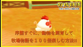 【牧場物語　オリーブタウンと希望の大地】序盤から動物を飼う方法　牧場物語を100倍楽しもう！！