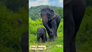 Good Morning Live in a natural way ഗുഡ് മോണിംഗ് ആശംസകൾ രാഗനിലാവ് Raaganilavu