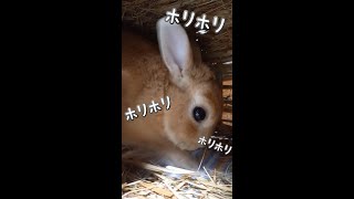 今日もホリホリ真剣にハウスを壊して遊んでいます　【うさぎカフェ ぽっぷ Pop】 #Shorts