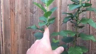 How To Grow Apple Trees From Seed #8