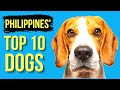 The Top 10 Dog Breeds in The Philippines: Which One Is The Best For You?